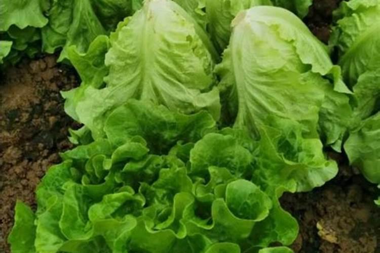 生菜施什么肥最好