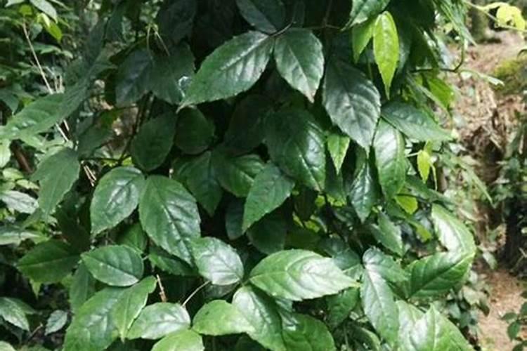 三叶青怎么种植