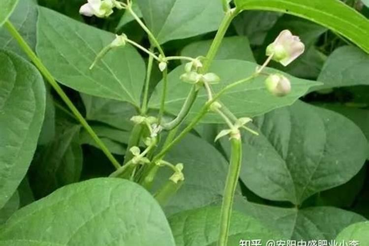 豆角开花了需要追肥吗