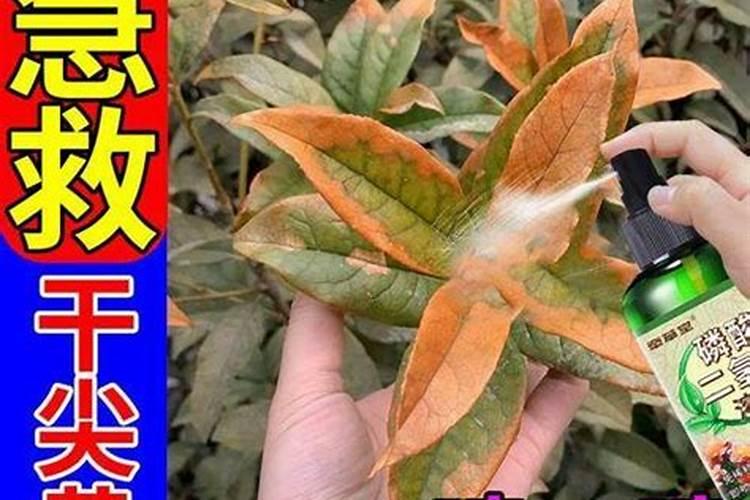 种植棉花的全过程