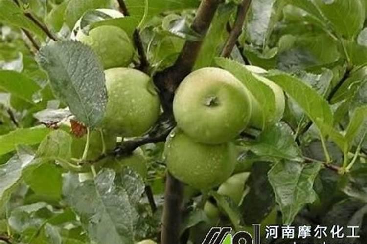 果树缺钙了补充什么钙肥较好？
