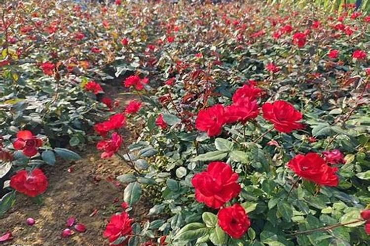 月季花叶子发黄怎么回事,该怎么解决