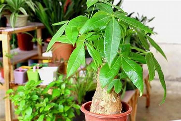 两年三熟是怎样安排的