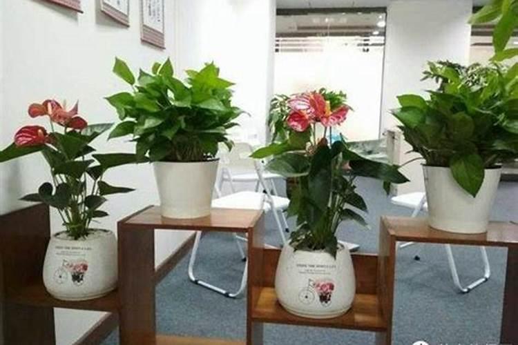 韭菜的种植多久能吃吗 韭菜种植几天可以食用？