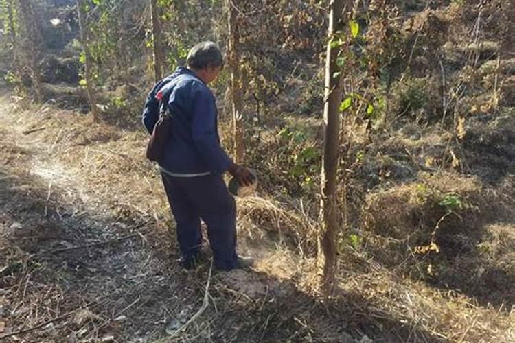 钾肥的作用是什么,为什么要施钾肥呢？