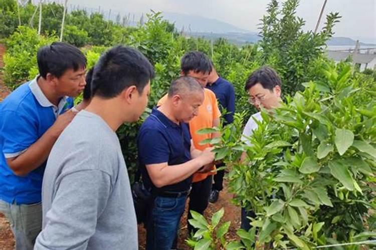 夏至前后柑橘幼树的管理技术要点 柑橘怎么施肥