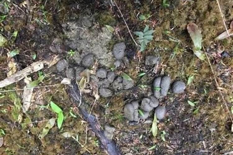 萝卜苗用什么除草剂打死