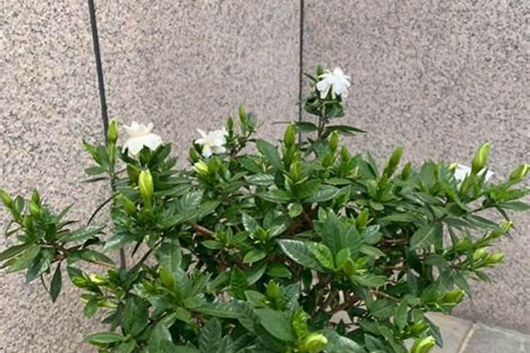 什么花适合施磷肥？