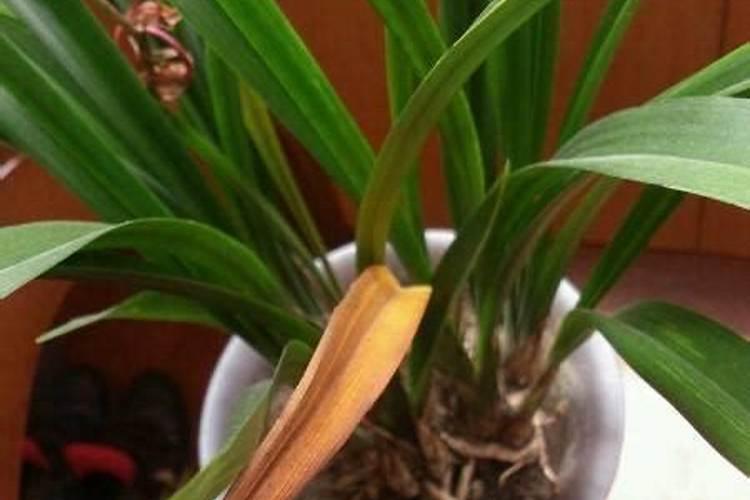 兰花草怎么种植方法和条件