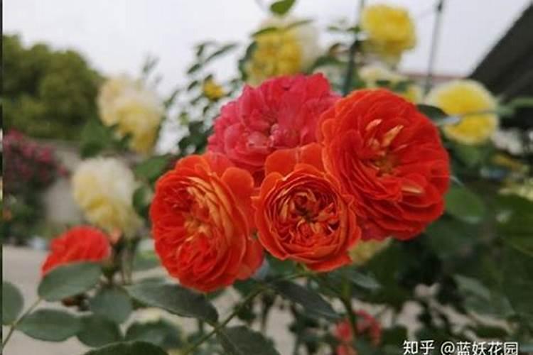 盆栽月季花要施什么肥,一般什么时候施肥？