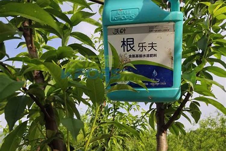 绣球花夏天多久浇水 夏季绣球花应该怎样浇水？