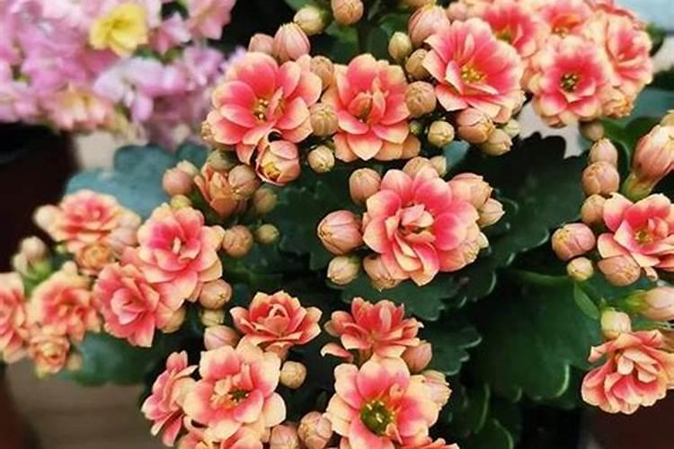 哪三种肥料是杨梅最不能施用的？