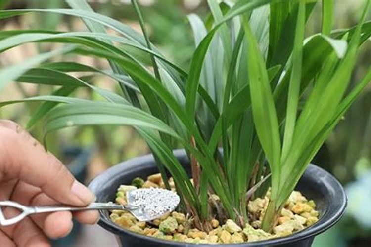 芋头施肥方法指南