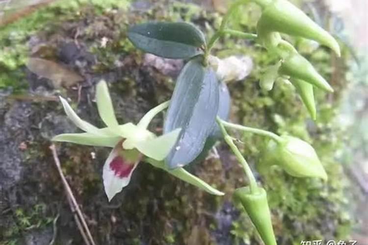 如何给石斛兰施肥与浇水？