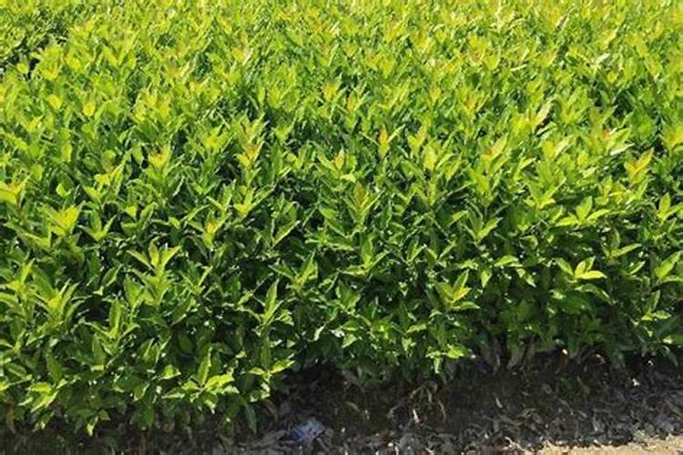 冬青树什么时候施肥好？