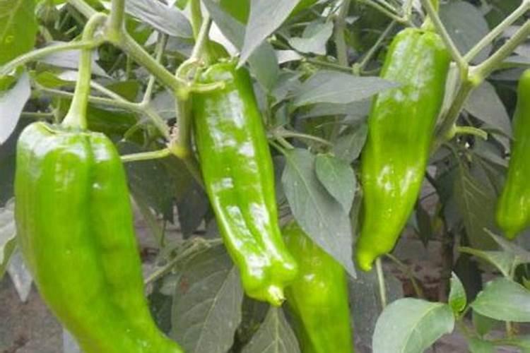 水溶糖醇钙肥喷雾用量