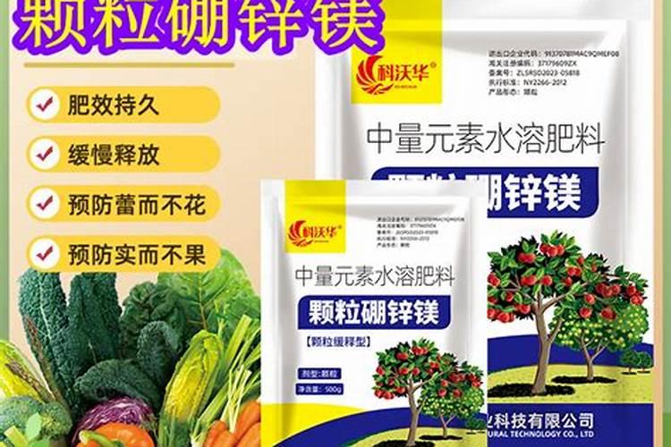 万寿菊怎种植万寿菊有几种和后期养护