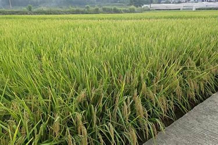 怎么种植水稻产量高 什么时候施钾肥效果好