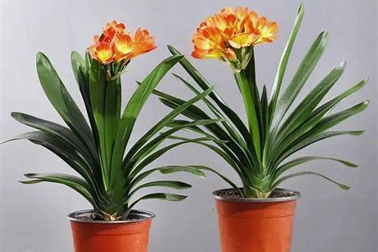 求言情小说辣书《禾马红樱桃589本+水叮当921本》合集,谢谢