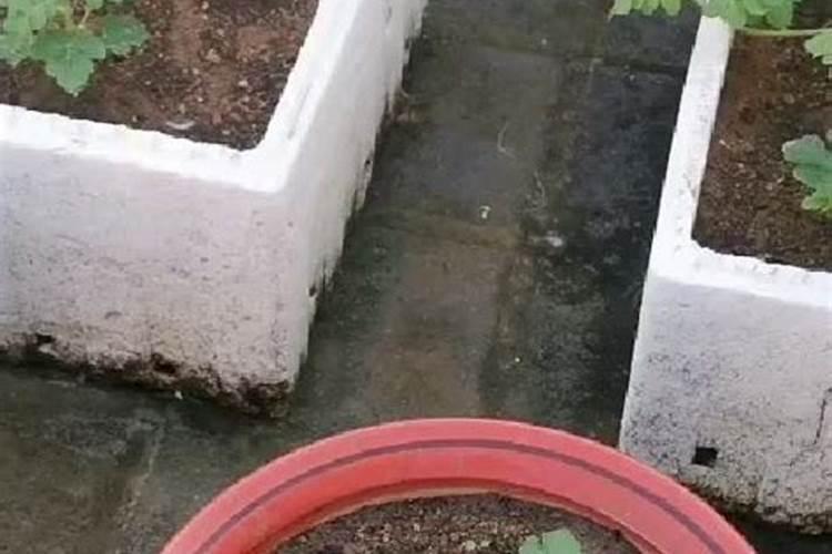 西瓜苗栽了三天能用叶面肥吗？