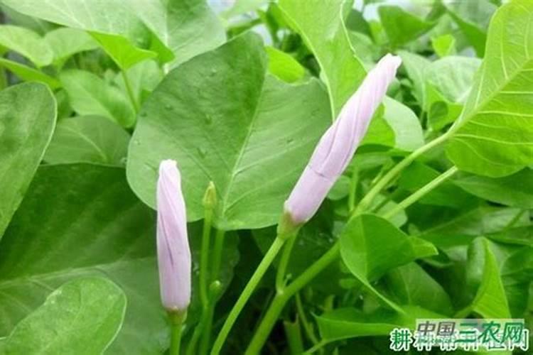 蔬菜打了甲磷肥有用吗？
