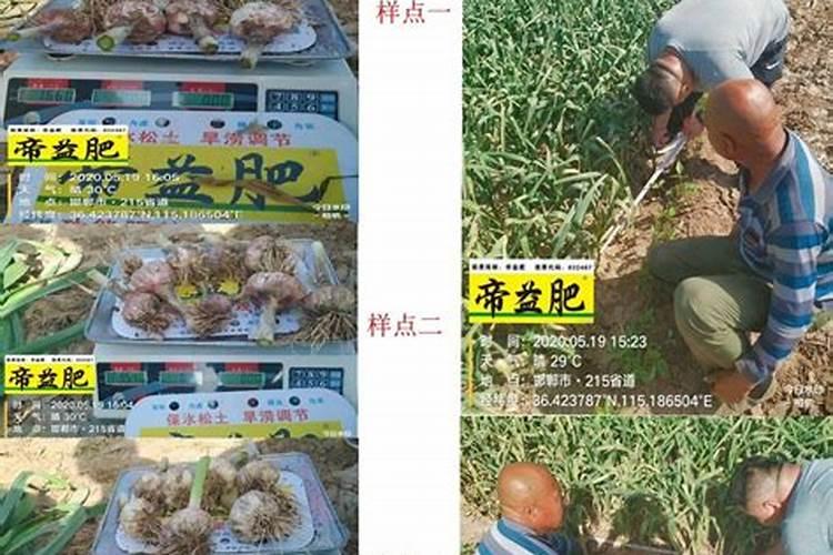 庄稼里枸杞树放什么肥料好？