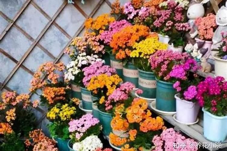 有什么肥料适合蟹爪兰