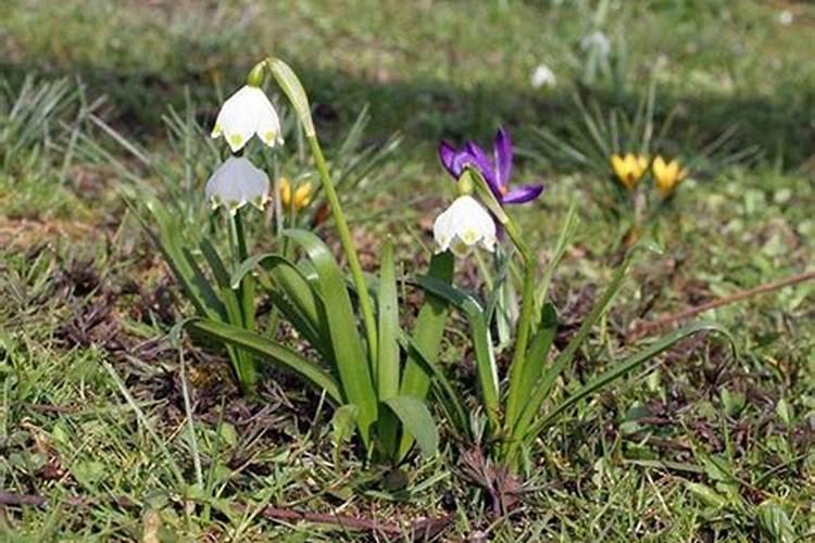 冬天兰花可以施肥吗