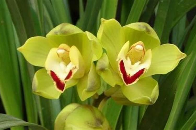 大花蕙兰掉花苞怎么办