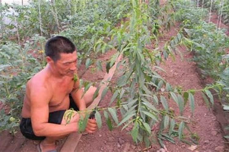 桃树苗种植步骤详细介绍 桃树怎么施肥浇水好