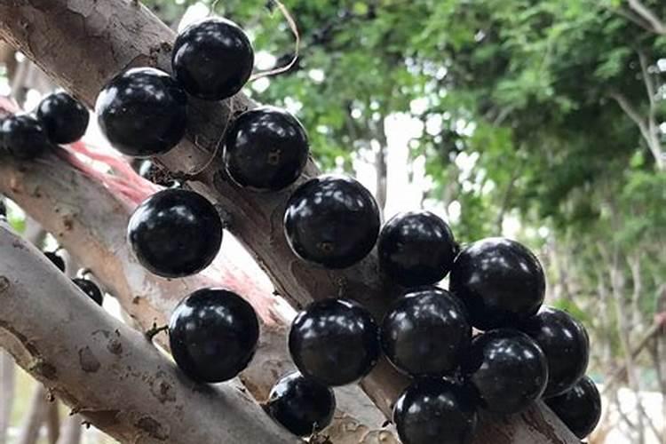 嘉宝果怎样施肥才正确