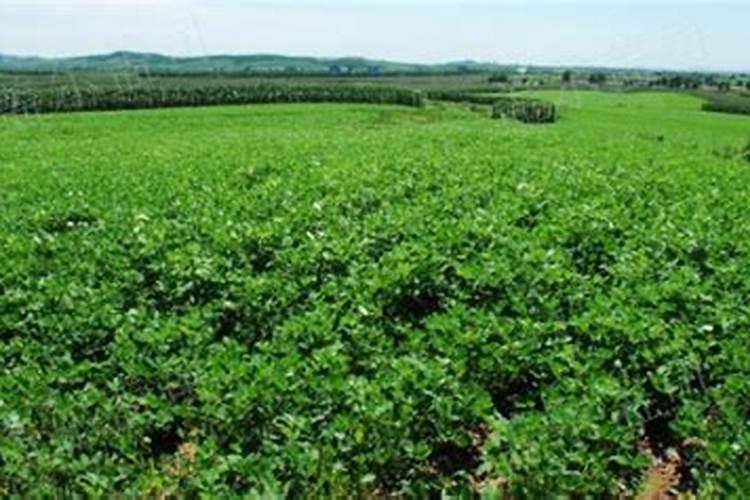 宁夏贝特生物有机肥怎样