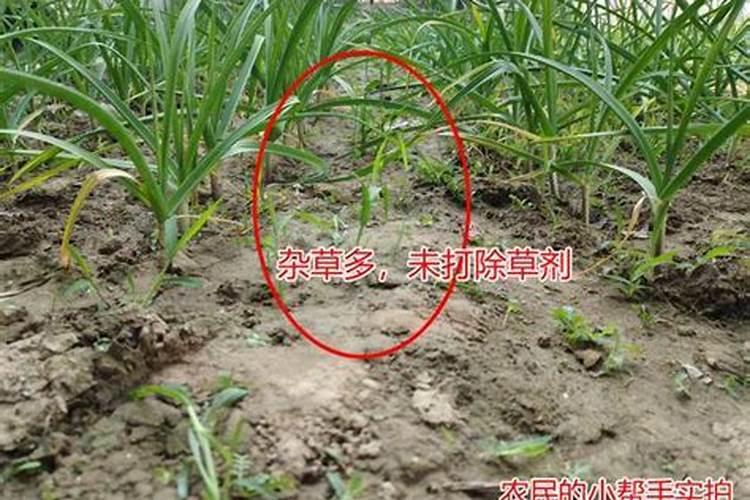 钙肥和哪些农药不能混用