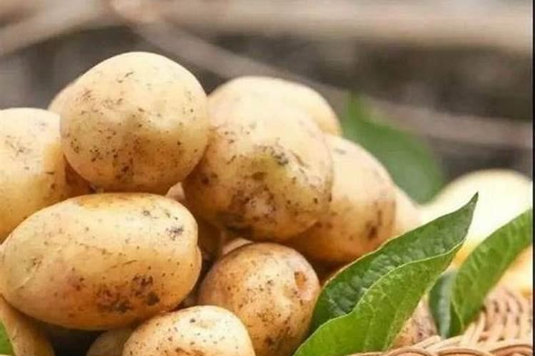 土豆用什么肥料高产 土豆的施肥管理