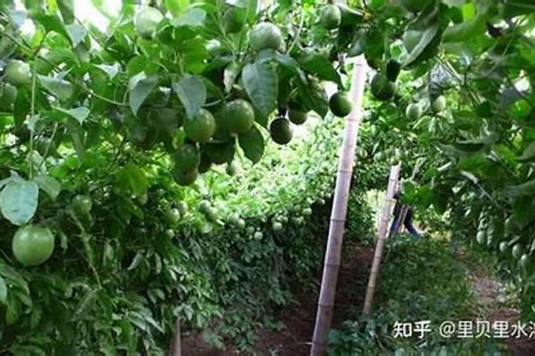 百香果用什么肥料好