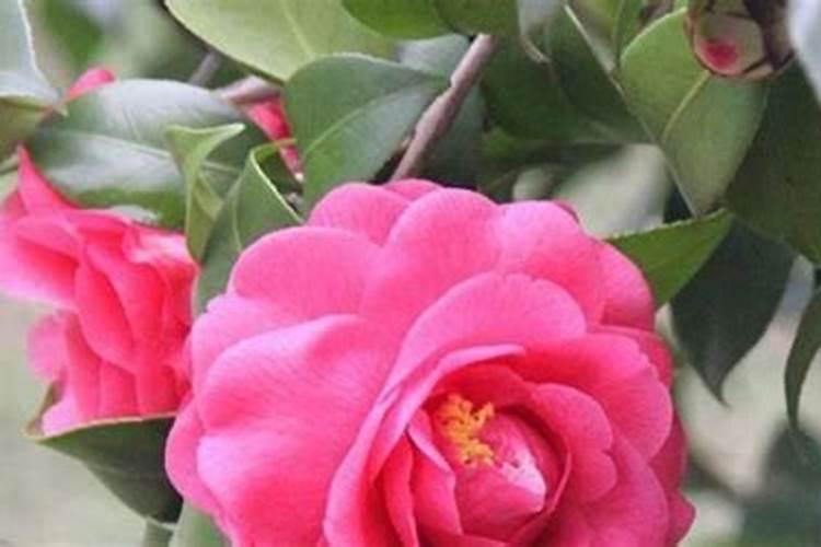 茶花的养殖方法和修剪