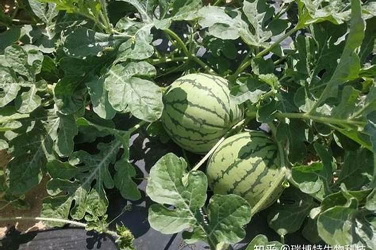 种植西瓜用什么肥料最佳？不同生长阶段,巧施肥料