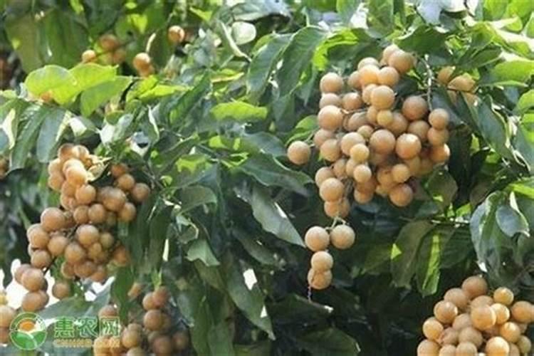 葡萄、龙眼等果树要用什么肥料好？