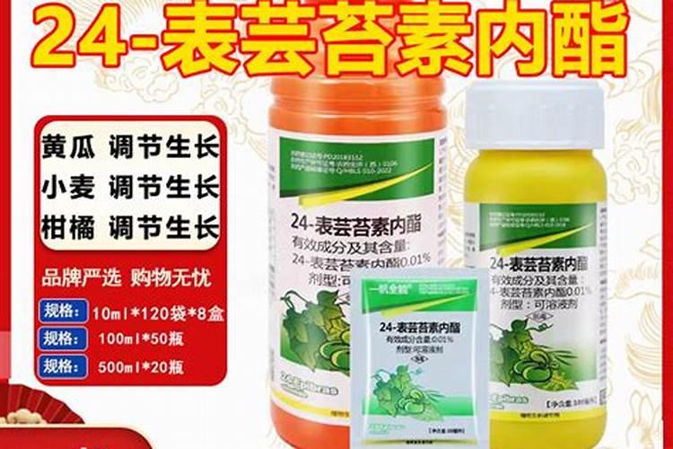 柑橘成熟期可以喷芸苔素吗？
