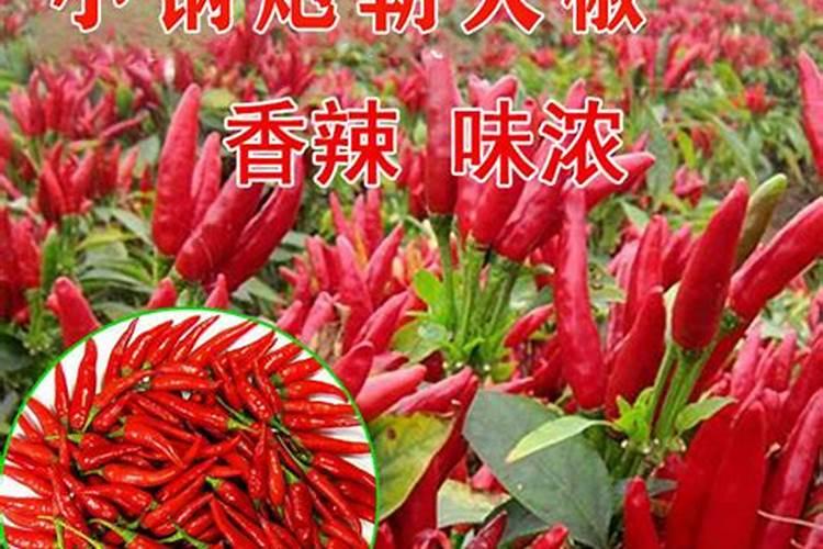 种朝天椒用什么肥料好