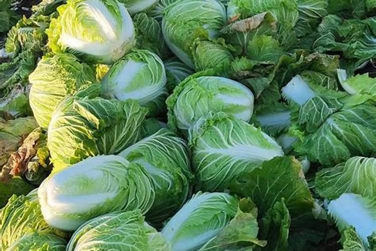 种白菜的最佳肥料