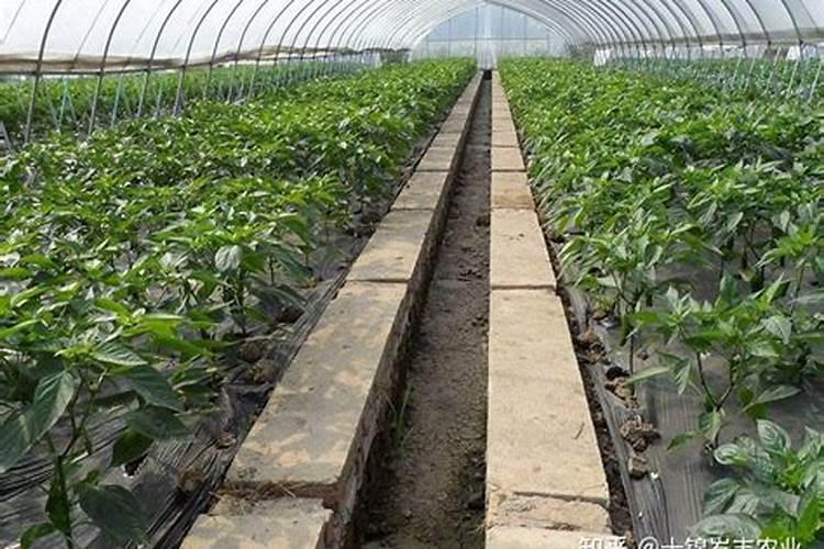 盐碱地水稻怎样施用磷钾肥？
