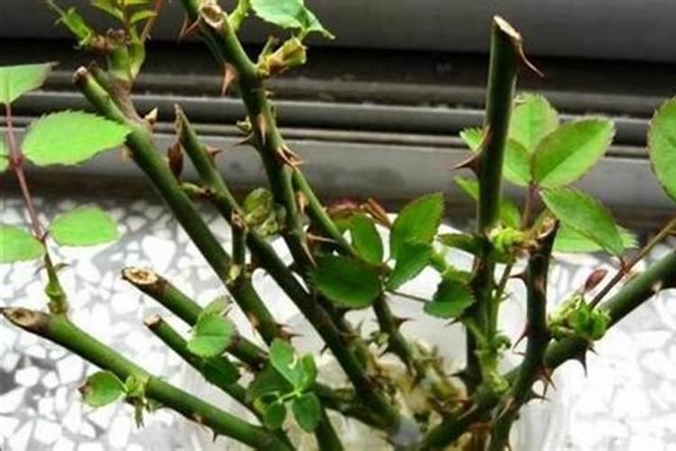 月季花怎么施肥？