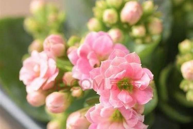 磷肥泡水可以浇花吗