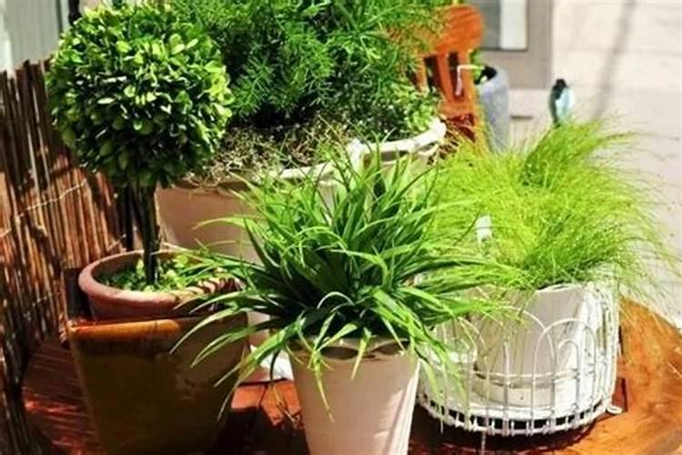 花花草草最好的肥料是什么？