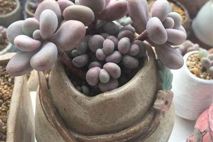 黄金花月怎样施肥