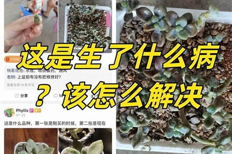 多肉植物能喷磷钾肥吗