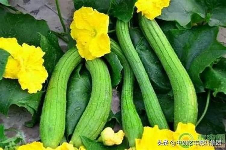 无蔓金丝瓜栽培 丝瓜怎么施肥和病害管理