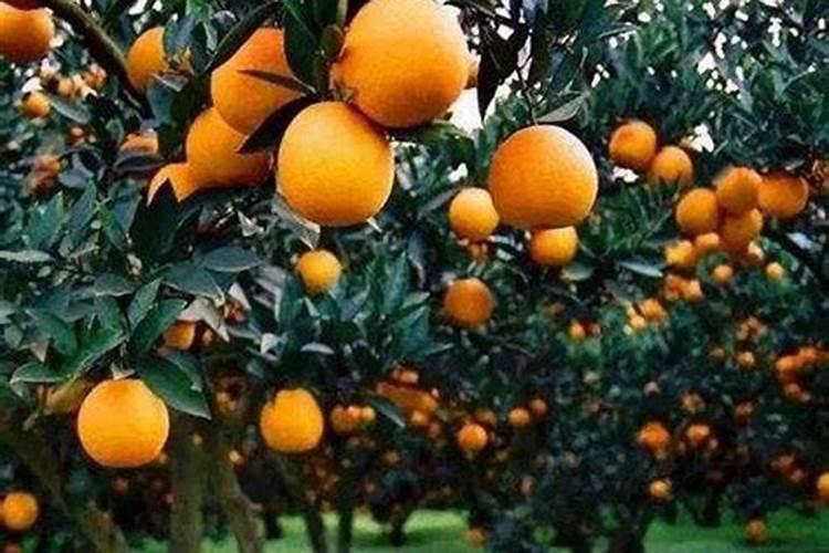 氮磷钾对植物的根茎叶分别有什么影响？