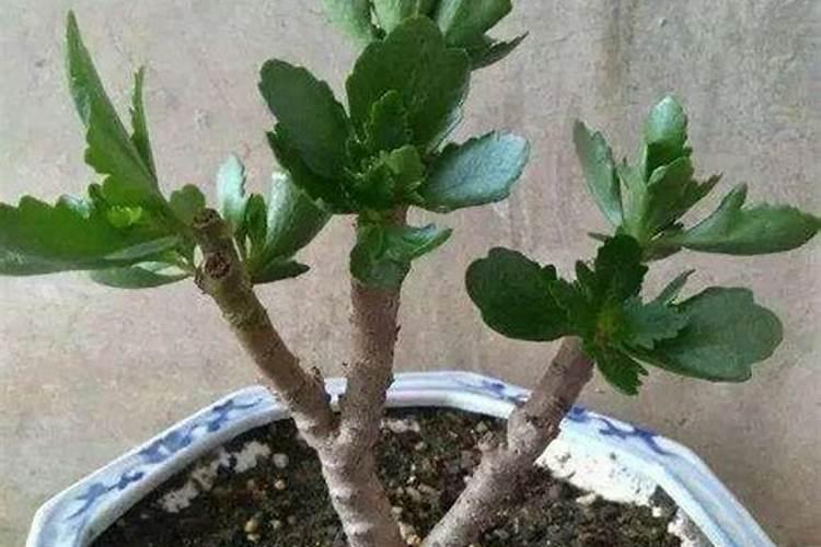 长寿花为什么不开花光长叶